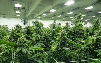 Comment devenir producteur de CBD en France ?