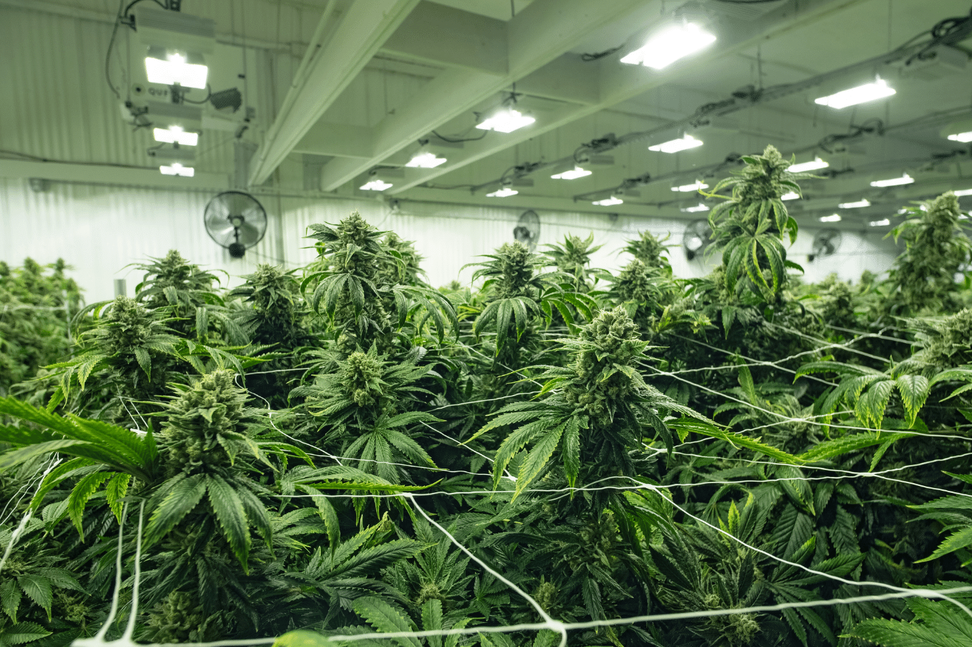 devenir-producteur-de-CBD-en-France